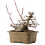 Acer palmatum, 21,5 cm, ± 40 anni