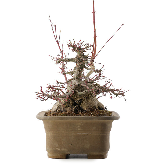 Acer palmatum, 21,5 cm, ± 40 ans