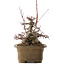 Acer palmatum, 21,5 cm, ± 40 anni