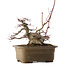 Acer palmatum, 21,5 cm, ± 40 anni