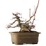 Acer palmatum, 21,5 cm, ± 40 jaar oud