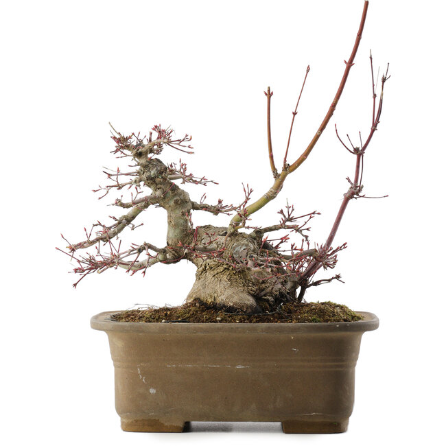 Acer palmatum, 21,5 cm, ± 40 jaar oud