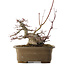 Acer palmatum, 21,5 cm, ± 40 anni