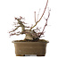 Acer palmatum, 21,5 cm, ± 40 jaar oud