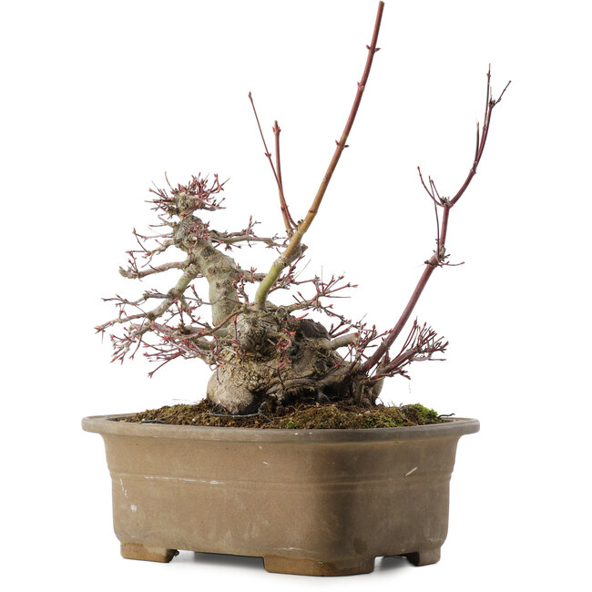 Acer palmatum, 21,5 cm, ± 40 jaar oud