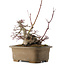 Acer palmatum, 21,5 cm, ± 40 ans