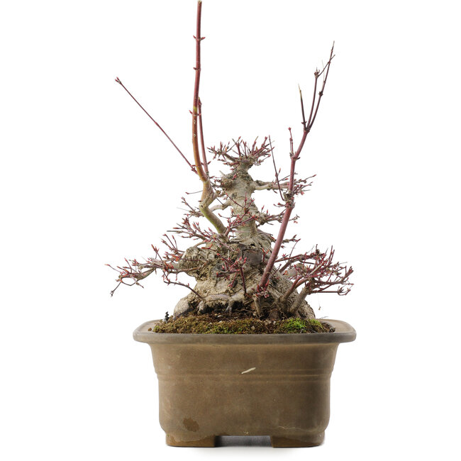 Acer palmatum, 21,5 cm, ± 40 jaar oud