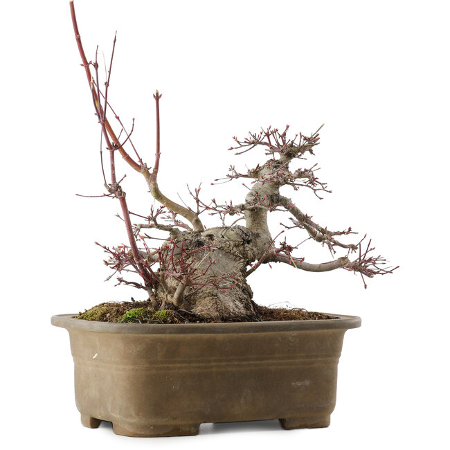 Acer palmatum, 21,5 cm, ± 40 anni