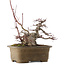 Acer palmatum, 21,5 cm, ± 40 ans