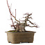 Acer palmatum, 21,5 cm, ± 40 jaar oud