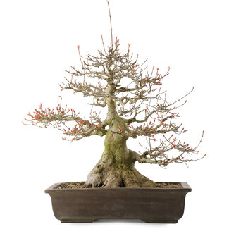 Acer buergerianum, 43 cm, ± 30 años