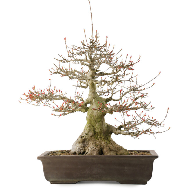 Acer buergerianum, 43 cm, ± 30 anni