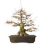 Acer buergerianum, 43 cm, ± 30 ans