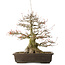 Acer buergerianum, 43 cm, ± 30 years old