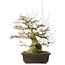 Acer buergerianum, 43 cm, ± 30 anni