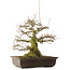 Acer buergerianum, 43 cm, ± 30 ans