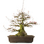 Acer buergerianum, 43 cm, ± 30 anni