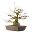 Acer buergerianum, 43 cm, ± 30 jaar oud