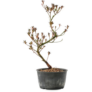 Rhododendron indicum, 30 cm, ± 6 Jahre alt