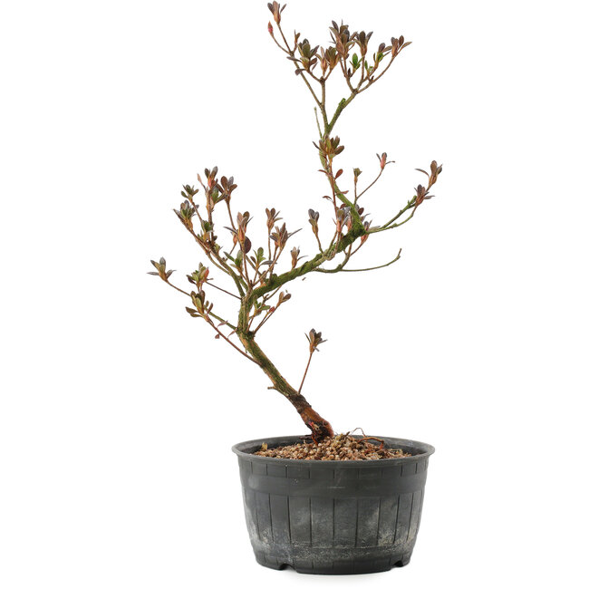 Rhododendron indicum, 30 cm, ± 6 jaar oud, met roodgekleurd blad