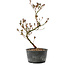 Rhododendron indicum, 30 cm, ± 6 jaar oud, met roodgekleurd blad