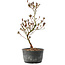 Rhododendron indicum, 30 cm, ± 6 jaar oud, met roodgekleurd blad