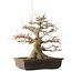 Acer buergerianum, 43 cm, ± 30 anni