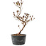 Rhododendron indicum, 30 cm, ± 6 jaar oud, met roodgekleurd blad