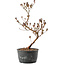 Rhododendron indicum, 30 cm, ± 6 jaar oud, met roodgekleurd blad