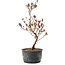 Rhododendron indicum, 30 cm, ± 6 jaar oud, met roodgekleurd blad