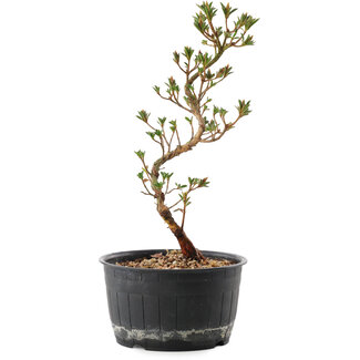 Rhododendron indicum, 25 cm, ± 6 anni