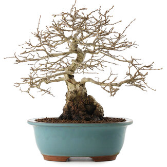 Carpinus coreana, 27 cm, ± 25 Jahre alt