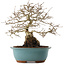 Carpinus coreana, 27 cm, ± 25 ans