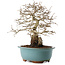 Carpinus coreana, 27 cm, ± 25 ans