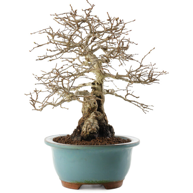 Carpinus coreana, 27 cm, ± 25 anni