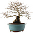 Carpinus coreana, 27 cm, ± 25 ans