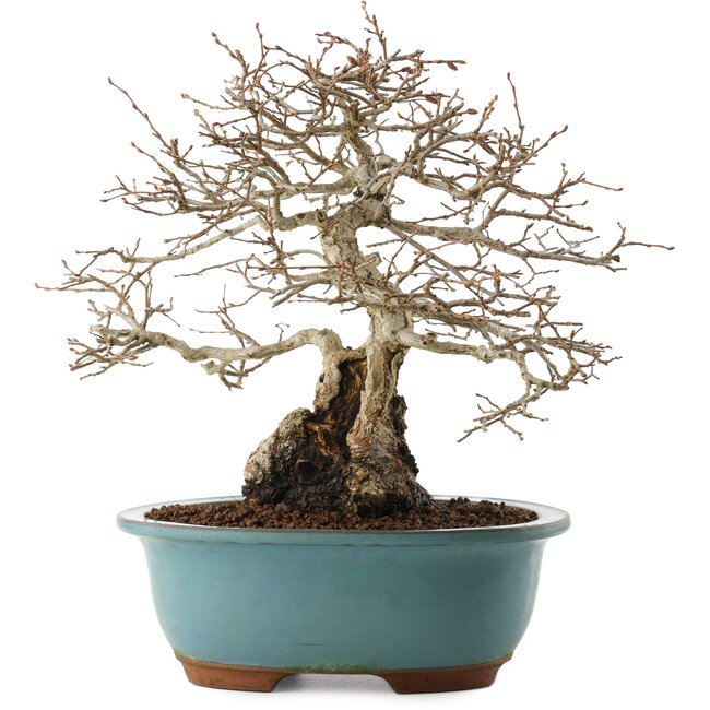 Carpinus coreana, 27 cm, ± 25 años