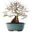 Carpinus coreana, 27 cm, ± 25 ans