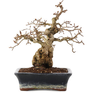 Carpinus coreana, 23 cm, ± 25 años