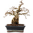 Carpinus coreana, 23 cm, ± 25 Jahre alt