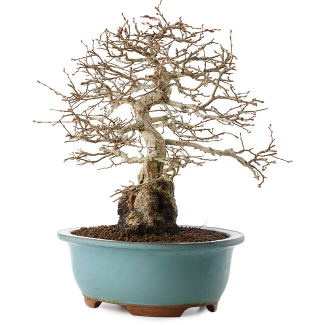 Carpinus coreana, 27 cm, ± 25 jaar oud