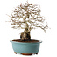 Carpinus coreana, 27 cm, ± 25 ans