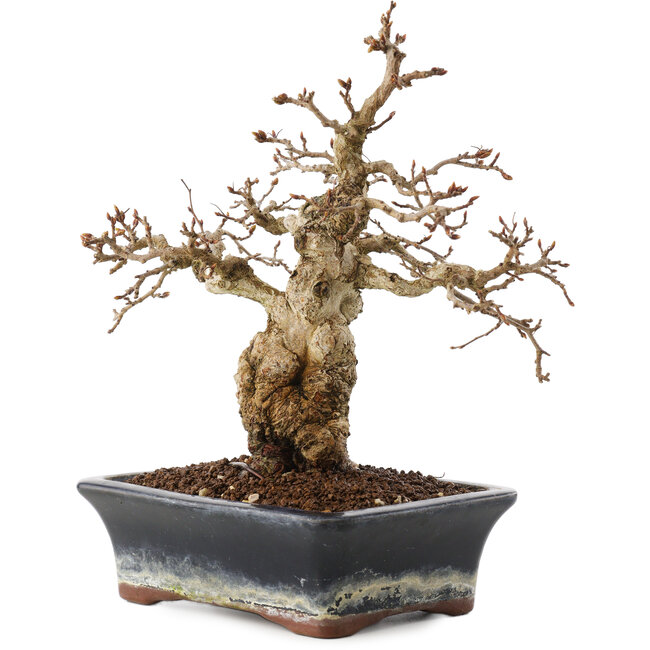 Carpinus coreana, 23 cm, ± 25 años