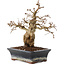 Carpinus coreana, 23 cm, ± 25 ans