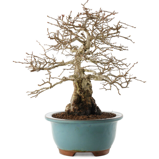 Carpinus coreana, 27 cm, ± 25 jaar oud