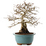 Carpinus coreana, 27 cm, ± 25 years old
