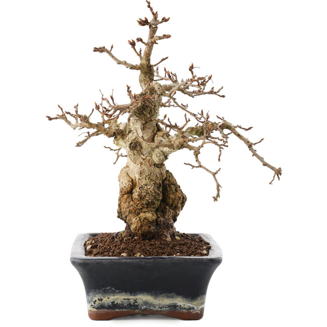 Carpinus coreana, 23 cm, ± 25 ans