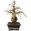 Carpinus coreana, 23 cm, ± 25 anni