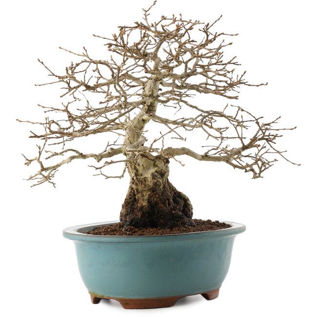 Carpinus coreana, 27 cm, ± 25 Jahre alt