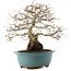 Carpinus coreana, 27 cm, ± 25 ans